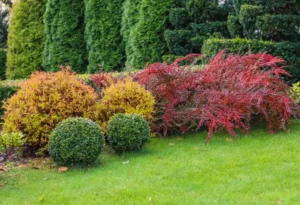 arbuste très rustique persistant froid chaleur jardin olayola