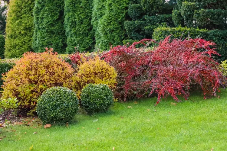 arbuste très rustique persistant froid chaleur jardin olayola