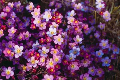 arbustes à fleurs résistants au vent