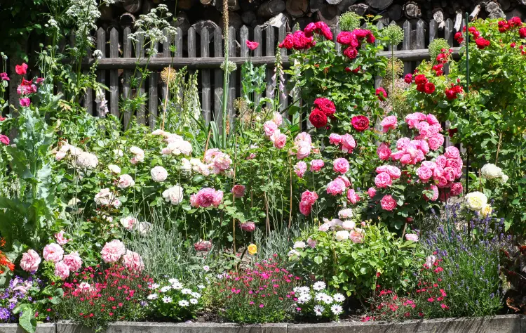 associer rosiers plantes compagnes jardin fleurs géraniums 