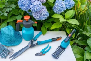 astuces entretien comment rebooster un hortensia apres l'hiver engrais taille printemps