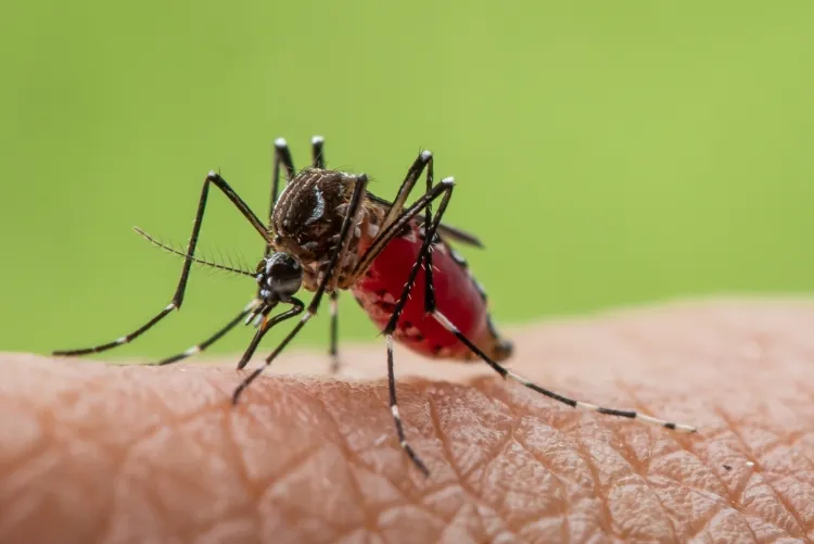 astuces preventives contre les moustiques tigres migration réchauffement climatique véhiculer virus