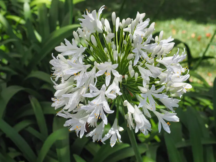 avec quelle plante associer les iris agapanthe quand planter 