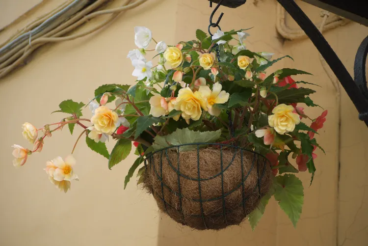 bégonias fleurs pour jardinière de printemps suspendu bidens fuchsias