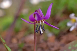 belles fleurs sauvages de printemps mauve dent de chien rare protégée loi