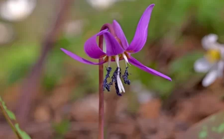 belles fleurs sauvages de printemps mauve dent de chien rare protégée loi