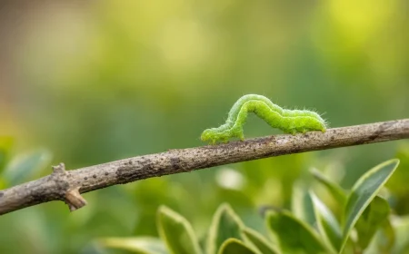 chenille verte dans le jardin phase intermédiaire œufs papillons pondus plantes