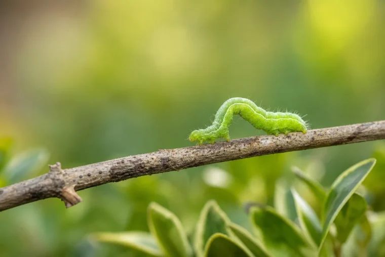 chenille verte dans le jardin phase intermédiaire œufs papillons pondus plantes