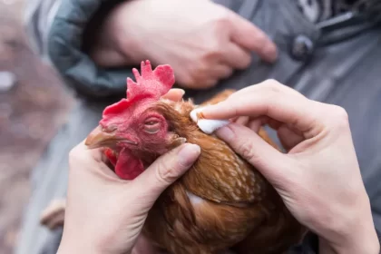 cicatriser rapidement la plaie d'une poule blesée