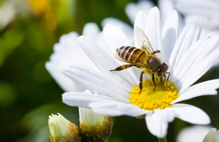 comment attirer les abeilles domestiques sauvages trefle tournesol menthe