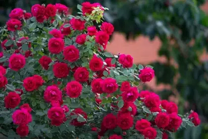 comment avoir beaucoup de roses sur un rosier