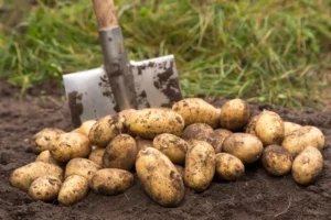 comment avoir de grosses pommes de terre astuces