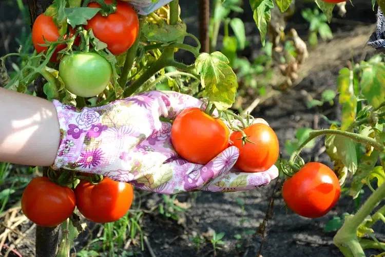 comment bien entretenir les tomates