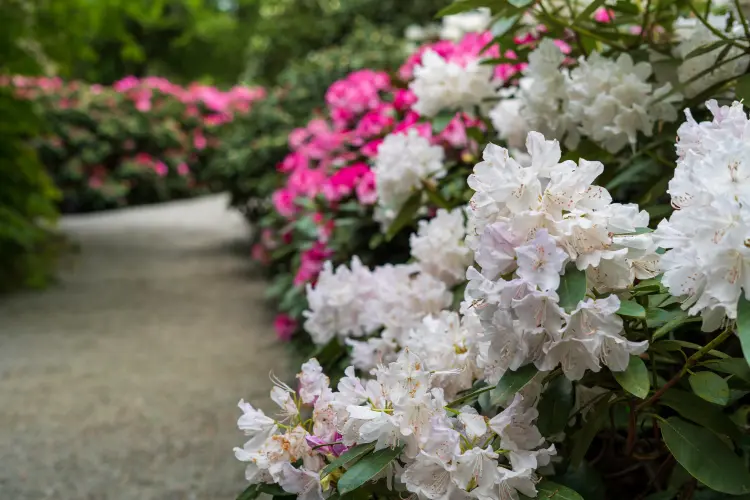 comment booster la floraison du rhododendron printemps engrais naturel fertiliser 