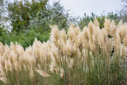 comment couper la pampa quand en mars printemps entretenir wut moppie shutterstock