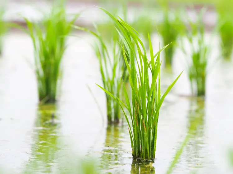 comment cultiver le riz terre pot plantation long aromatique eau