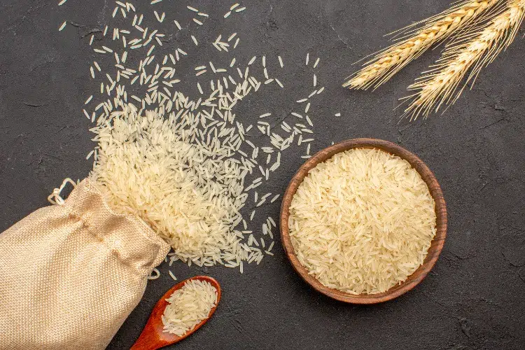 comment cultiver le riz terre pot plantation long aromatique endroit