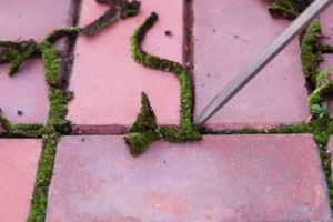 comment éliminer la mousse entre les pierres arrachage lavage détruire scellage renouveler