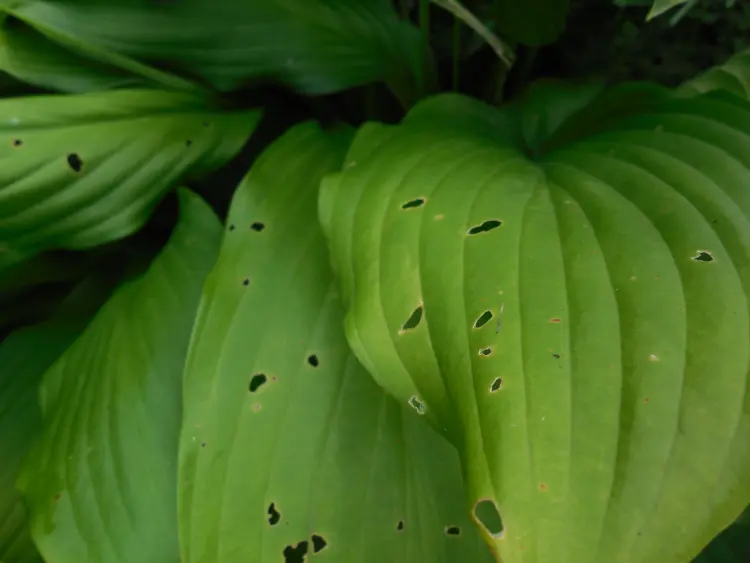 comment empêcher les limaces de manger les fleurs plantes piège bicarbonate marc de café 