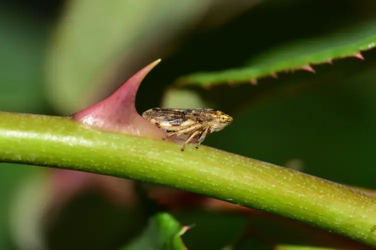 comment enlever la mousse sur les rosier blanche insecte insecticide maison astuces 