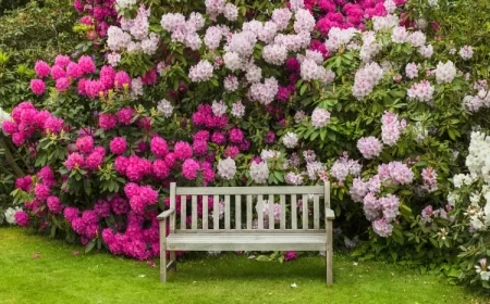 comment faire fleurir les rhododendrons floraison booster arbsutes sol acide engrais naturel debu55y shutterstock