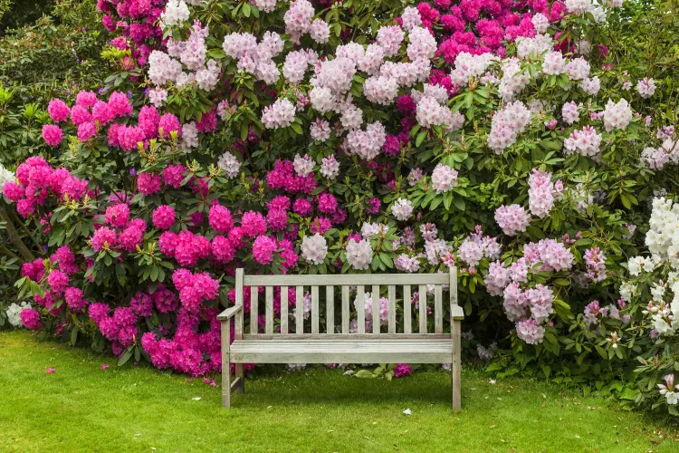 comment faire fleurir les rhododendrons floraison booster arbsutes sol acide engrais naturel 