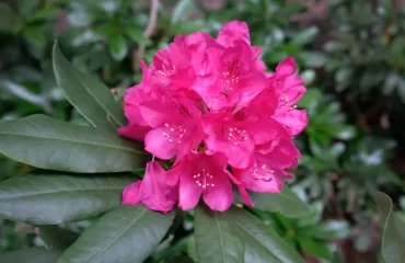 comment faire fleurir les rhododendrons jardin printemps beaux arustes booster anakumka shutterstock