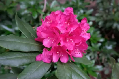 comment faire fleurir les rhododendrons jardin printemps beaux arustes booster anakumka shutterstock