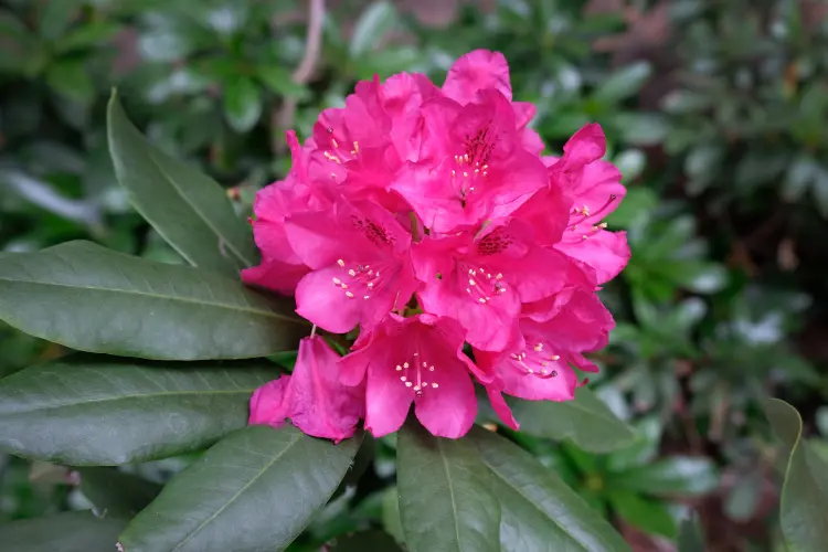 comment faire fleurir les rhododendrons jardin printemps beaux arustes booster
