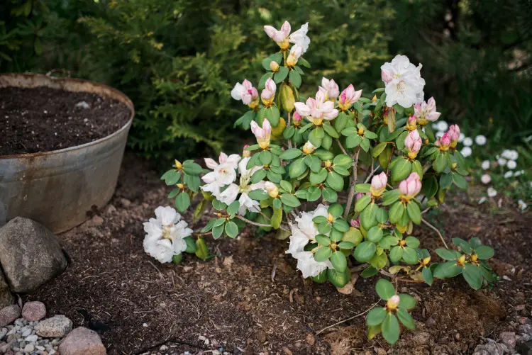 comment faire fleurir les rhododendrons printemps été engrais naturel arrosage fertilisation