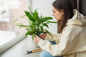 comment faire fleurir un spathiphyllum refleuir astuces tashasinchuk shutterstock