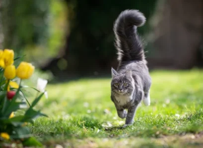 comment faire fuir les chats de la pelouse terrain remede grand mere meilleur repulsif naturel