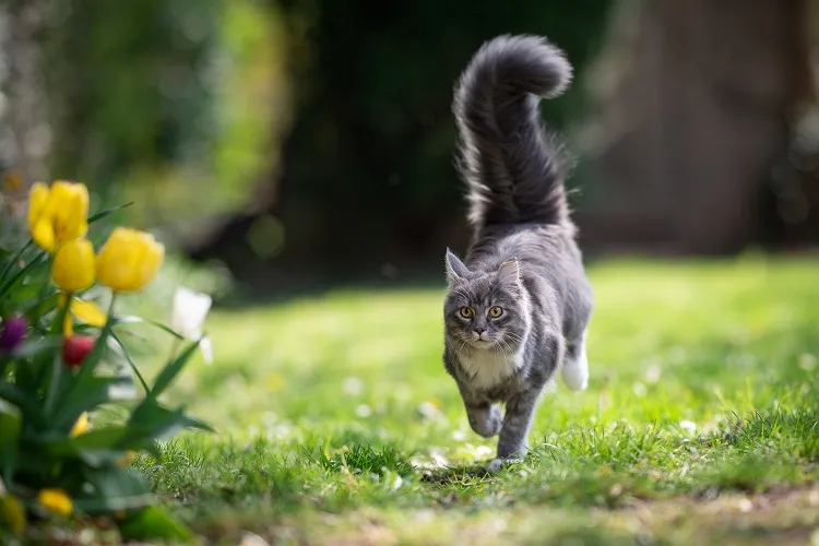 comment faire fuir les chats de la pelouse terrain remede grand mere meilleur repulsif naturel