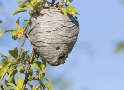 comment faire fuir les guêpes de leur nid