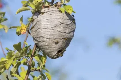 comment faire fuir les guêpes de leur nid