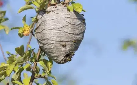 comment faire fuir les guêpes de leur nid