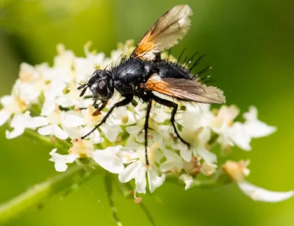 comment faire fuir les mouches dans le jardin pieges paillage huiles