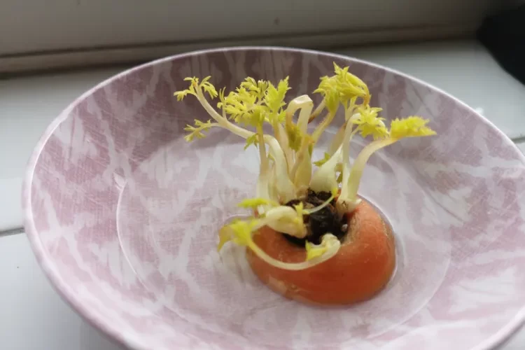 comment faire pousser des carottes sans graines a partir de restes par étapes