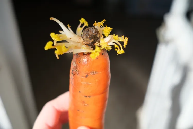 comment faire pousser des carottes sans graines a partir de restes une carotte par étapes
