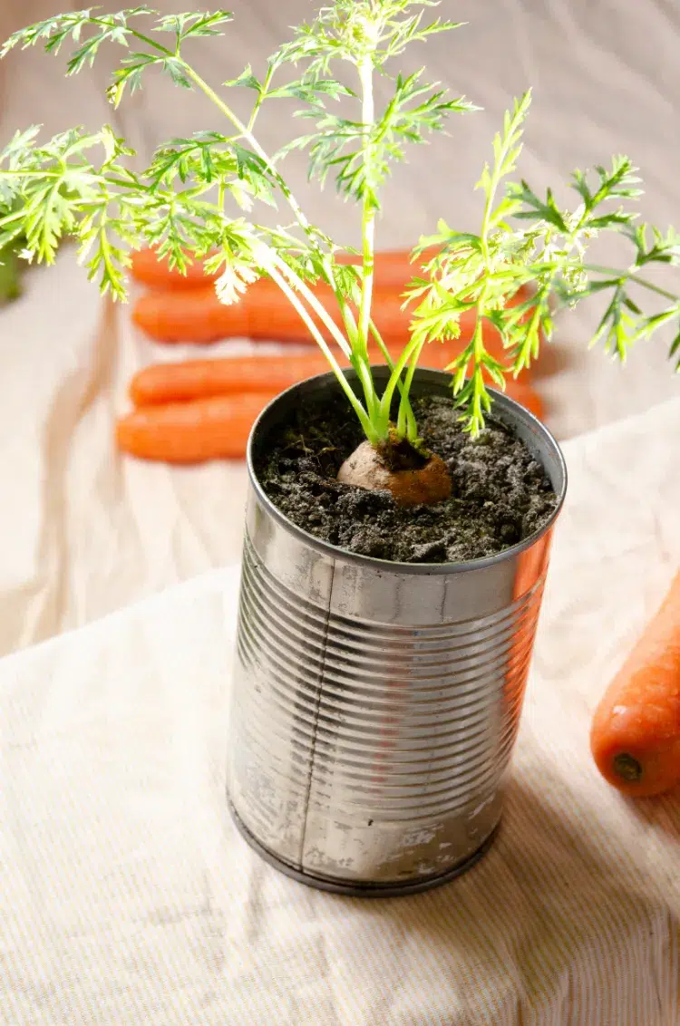 comment faire pousser des carottes sans graines a partir de restes une carotte