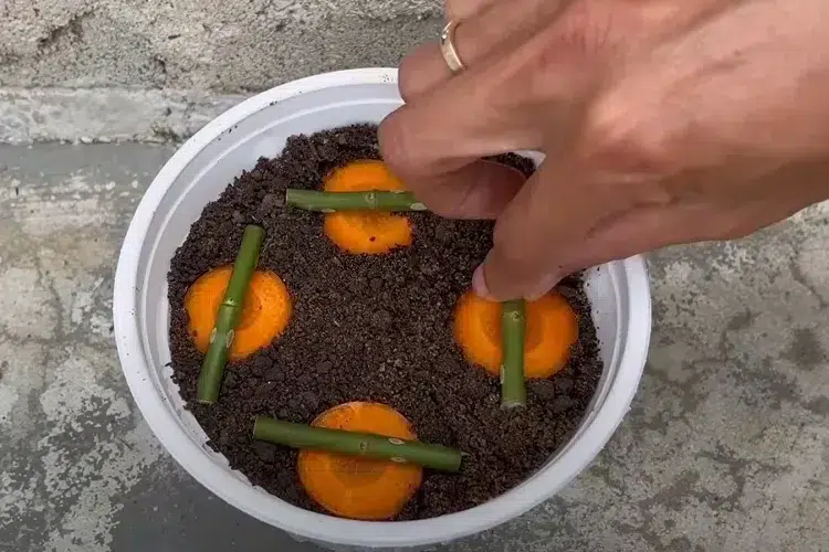 comment faire pousser des roses à l'aide d'une carotte astuce bouturer rosiers multiplication