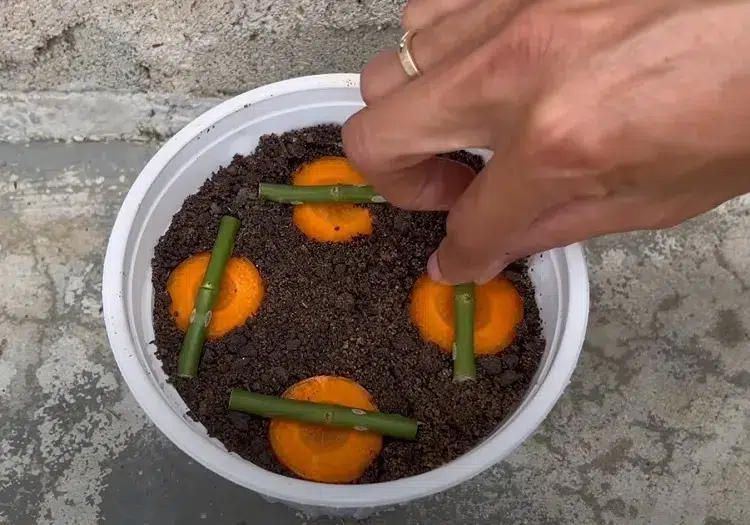 comment faire pousser des roses à l'aide d'une carotte astuce bouturer rosiers multiplication