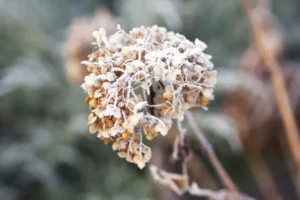 comment faire repartir un hortensia qui a gelé