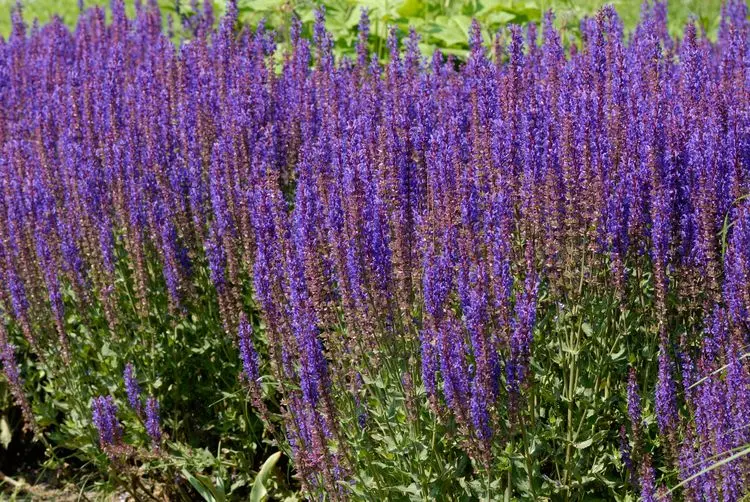 comment faire tenir les iris sauge plante compagne 