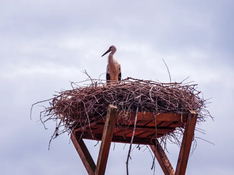 comment faire un nid de cigognes
