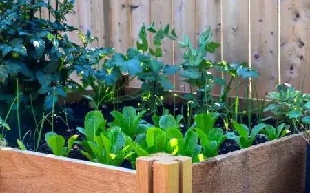 comment faire une plate bande surélevée mettre terre horticole éviter terre noire suivre compagnonnage
