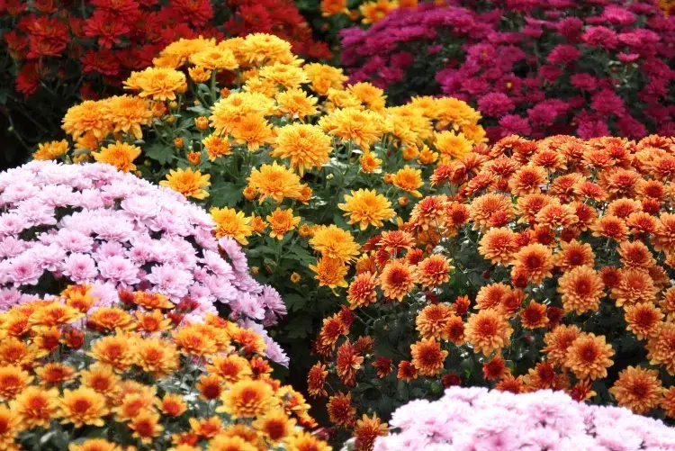 comment forcer la floraison des chrysanthèmes accélérer floraison pratiques courantes