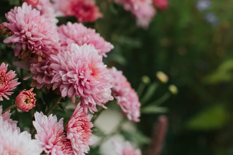 comment forcer les chrysanthèmes à fleurir pincer augmenter production boutons fleurs