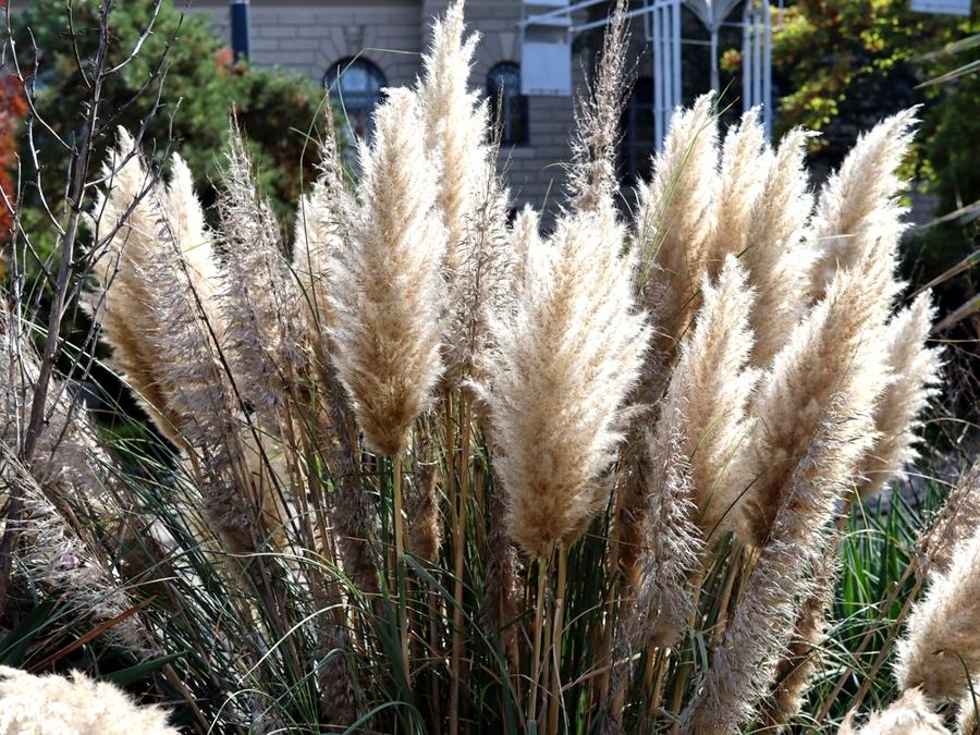 comment limiter la propagation de l'herbe de la Pampa