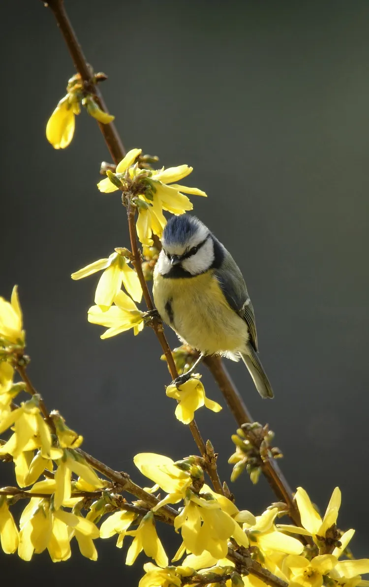 comment prendre soin des oiseaux au printemps